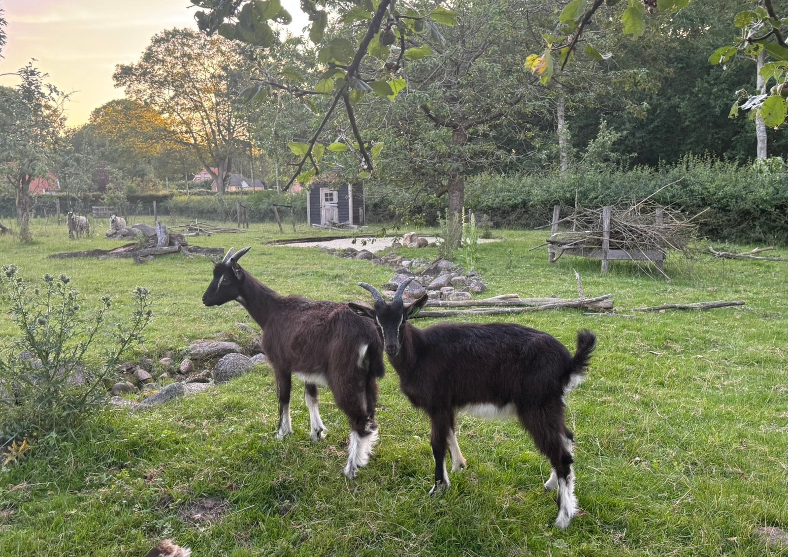 Mooie bijzondere Poitevine bokjes, Dieren en Toebehoren, Schapen, Geiten en Varkens, Mannelijk, Geit