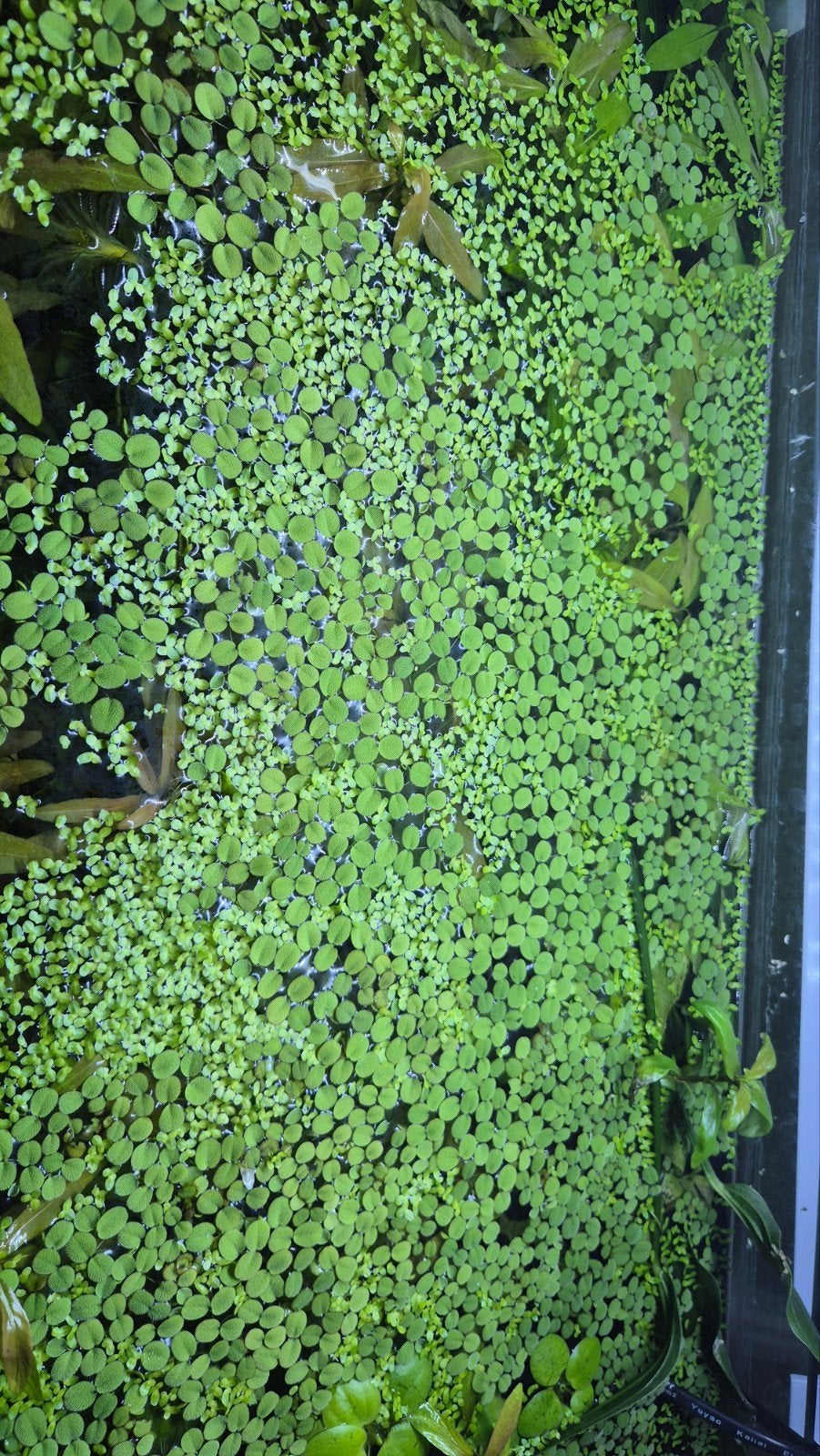 bakje drijfanten, Ophalen of Verzenden, Nieuw, Plant(en), Steen of Hout
