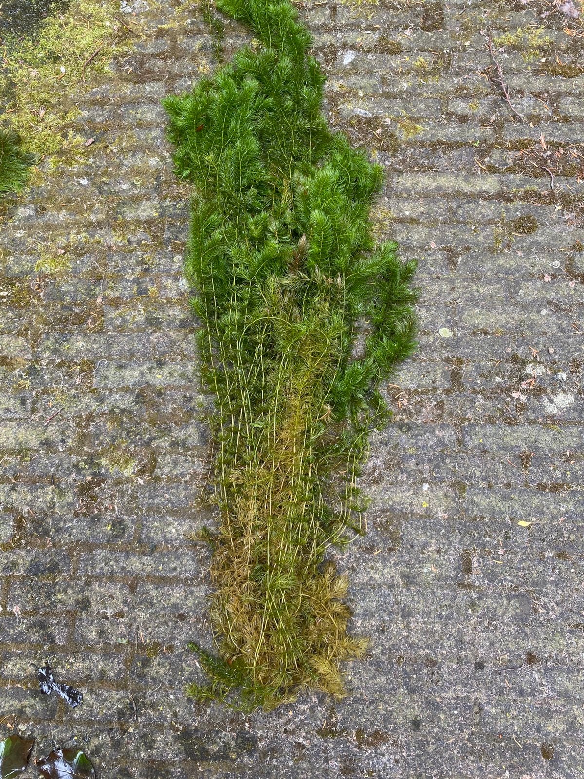 Zuurstofplanten, Ophalen, Gebruikt