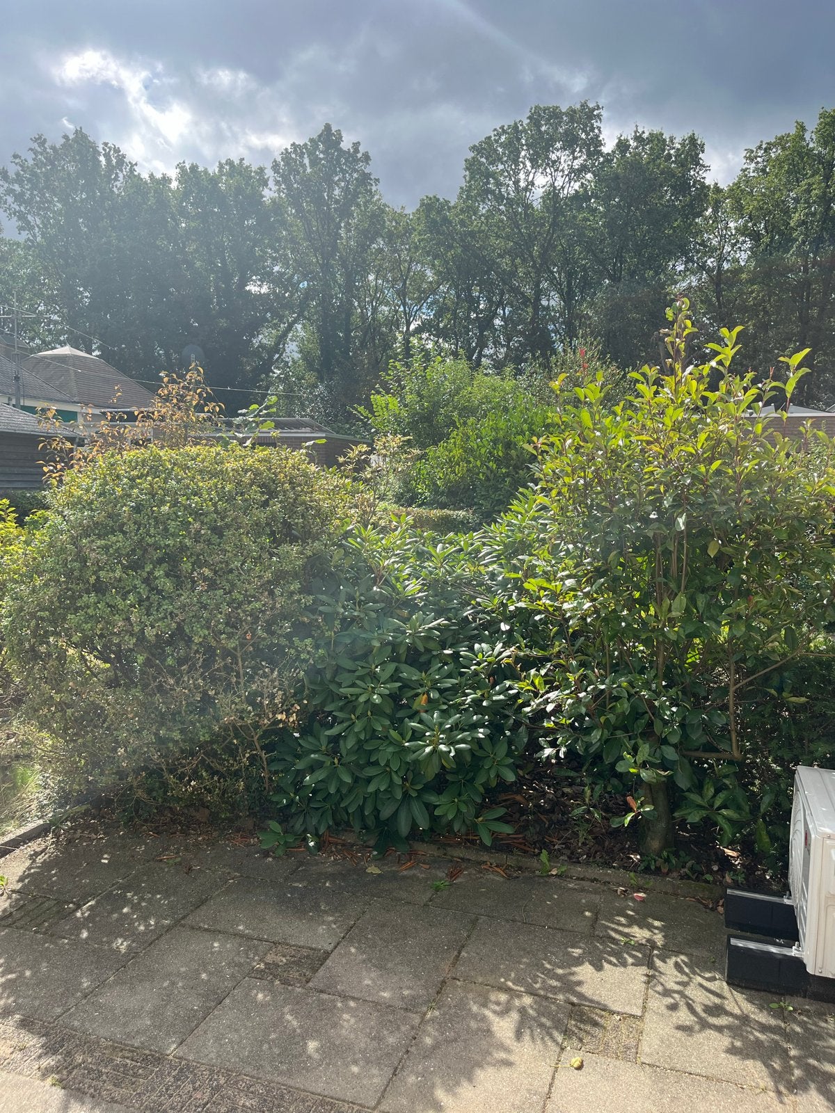 Gratis tuinplanten, zelf uitgraven, Vaste plant, Bloeit niet, Halfschaduw, Ophalen