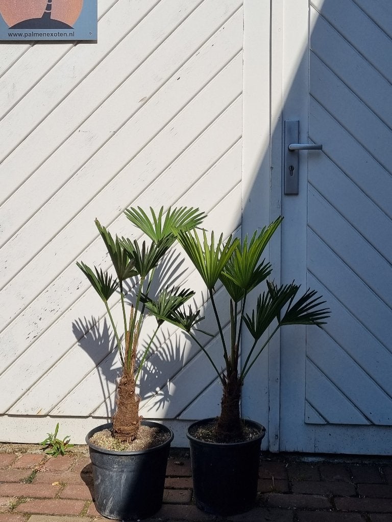 AANBIEDING: TRACHYCARPUS WAGNERIANUS ( WAGNERPALM )., Tuin en Terras, Planten | Bomen, 100 tot 250 cm, Zomer, Volle zon, In pot