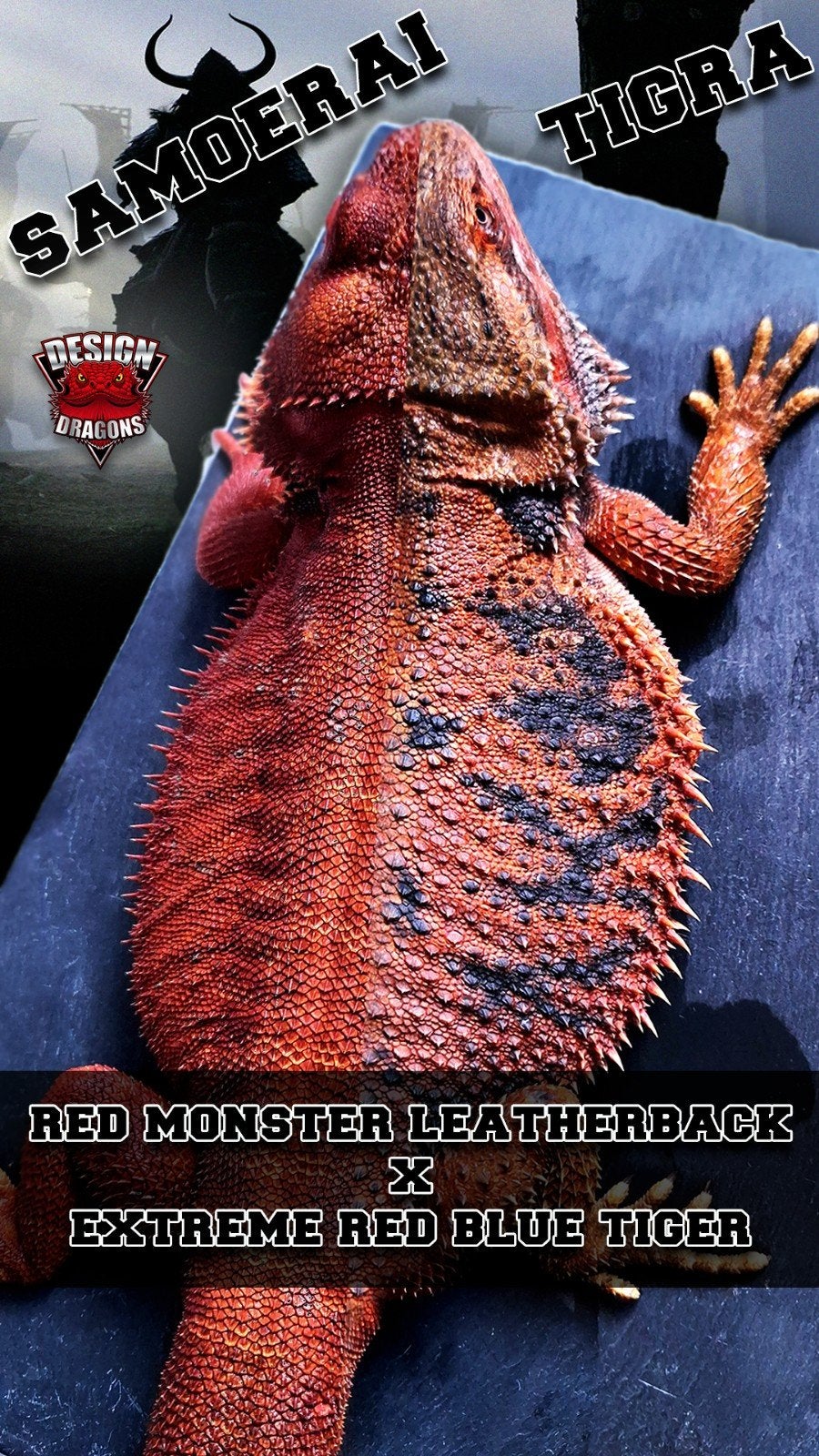 50% Red Monster Extreme Blue Tiger Baardagaam (uniek koopje)