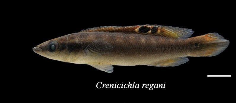 Crenicichla regani, Dieren en Toebehoren, Vissen | Aquariumvissen, Vis