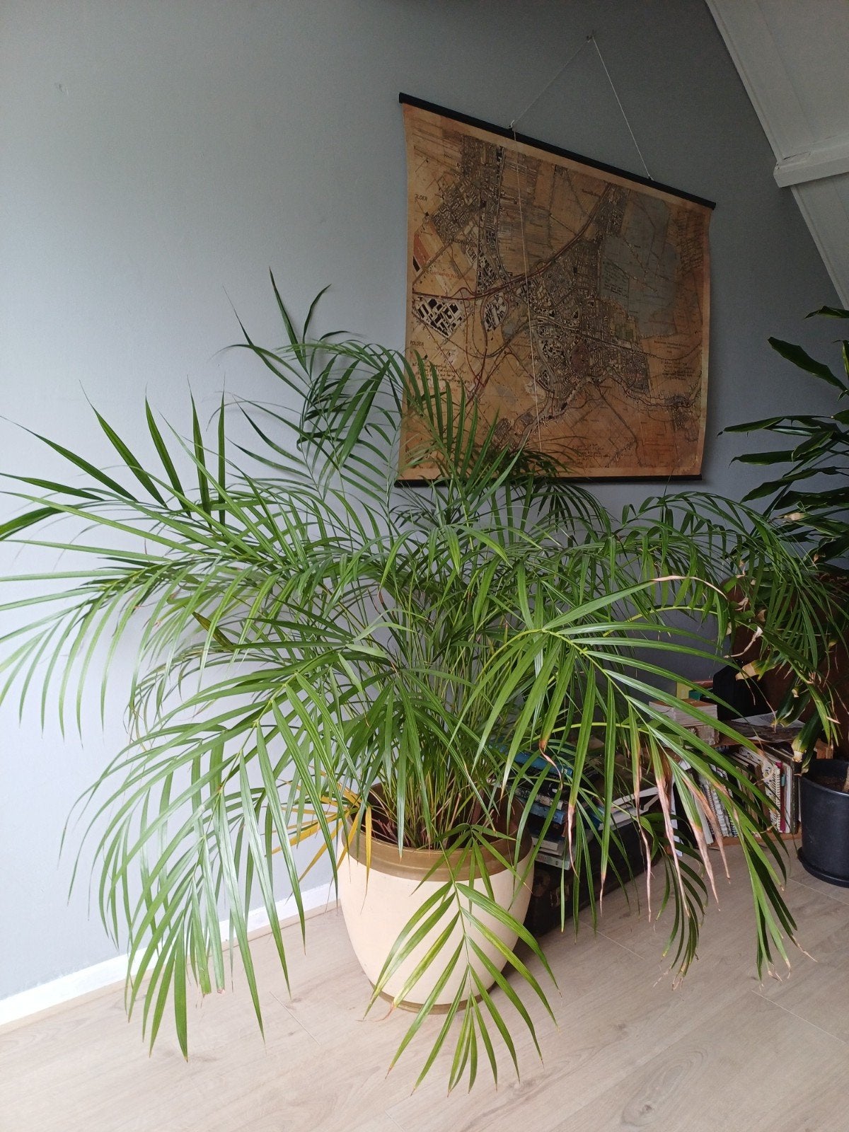 Grote, prachtige kamerpalm - Brengt tropische sfeer!, Ophalen