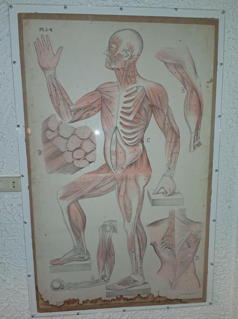 Anatomische antieke posters, Ophalen