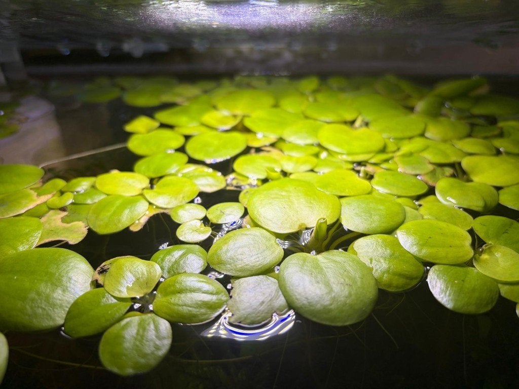 Mooie Amazone Kikkerbeet drijfplantjes te koop, Ophalen, Nieuw, Plant(en), Steen of Hout