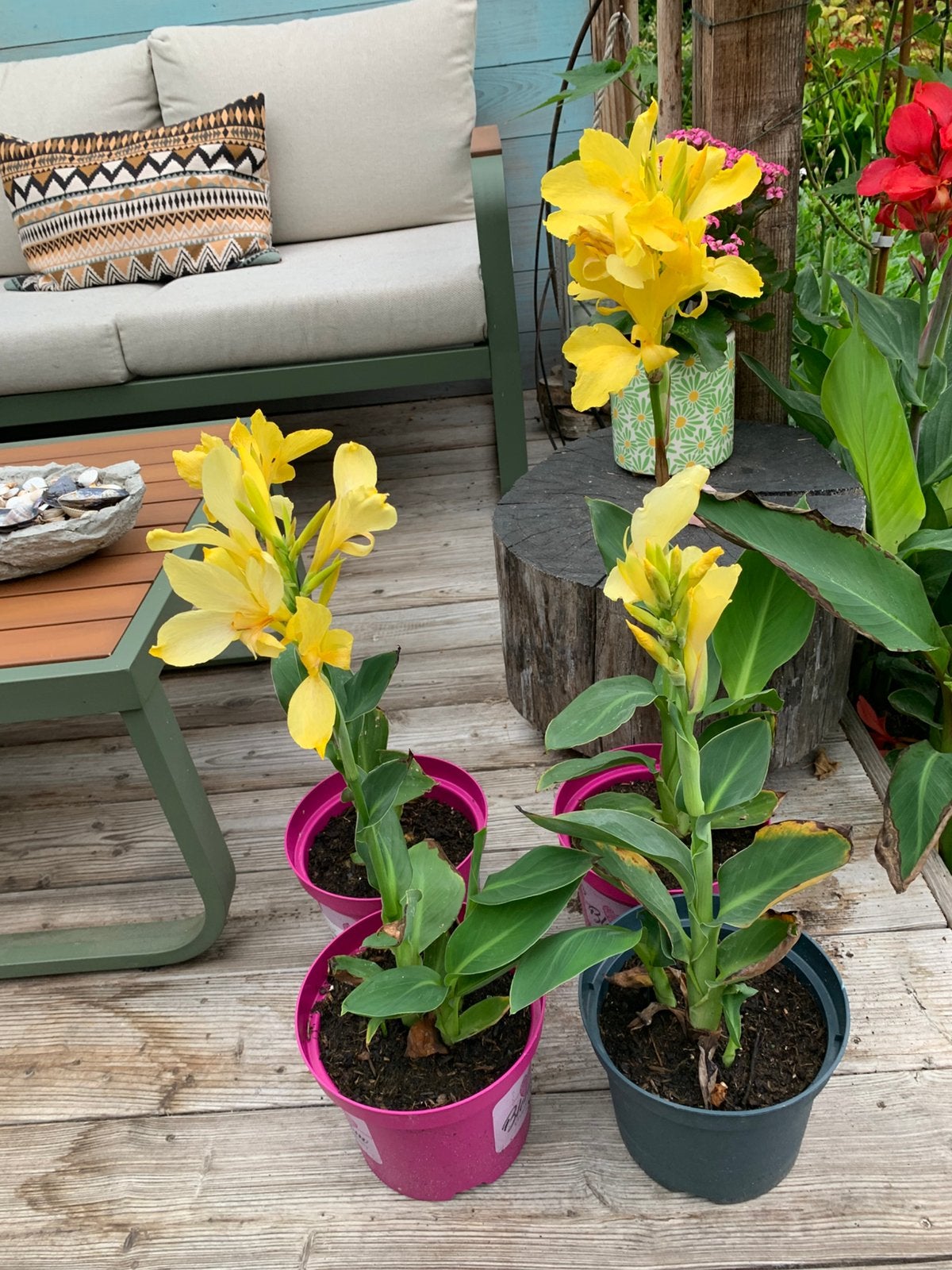 Canna, Fluweelboom en Oleanders te koop, Vaste plant, Halfschaduw, Zomer, Ophalen