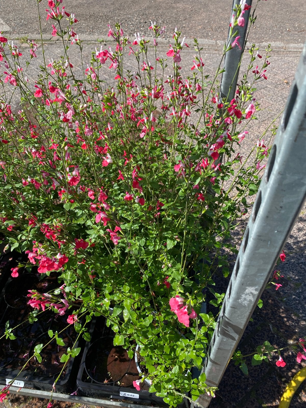 Salvia 'Hot Lips' - Vrolijke Salie met Tweekleurige Bloemen, Tuin en Terras, Volle zon, Vaste plant, Zomer, Ophalen