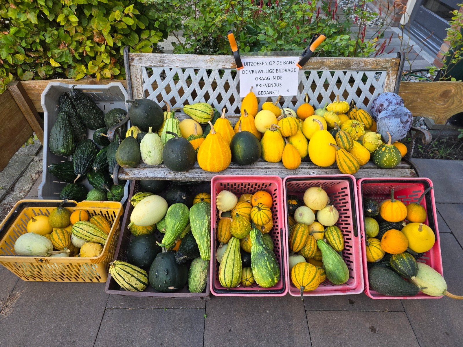 diverse soorten en maten sierkalabassen, Tuin en Terras, Overige Tuin en Terras, Ophalen, Nieuw