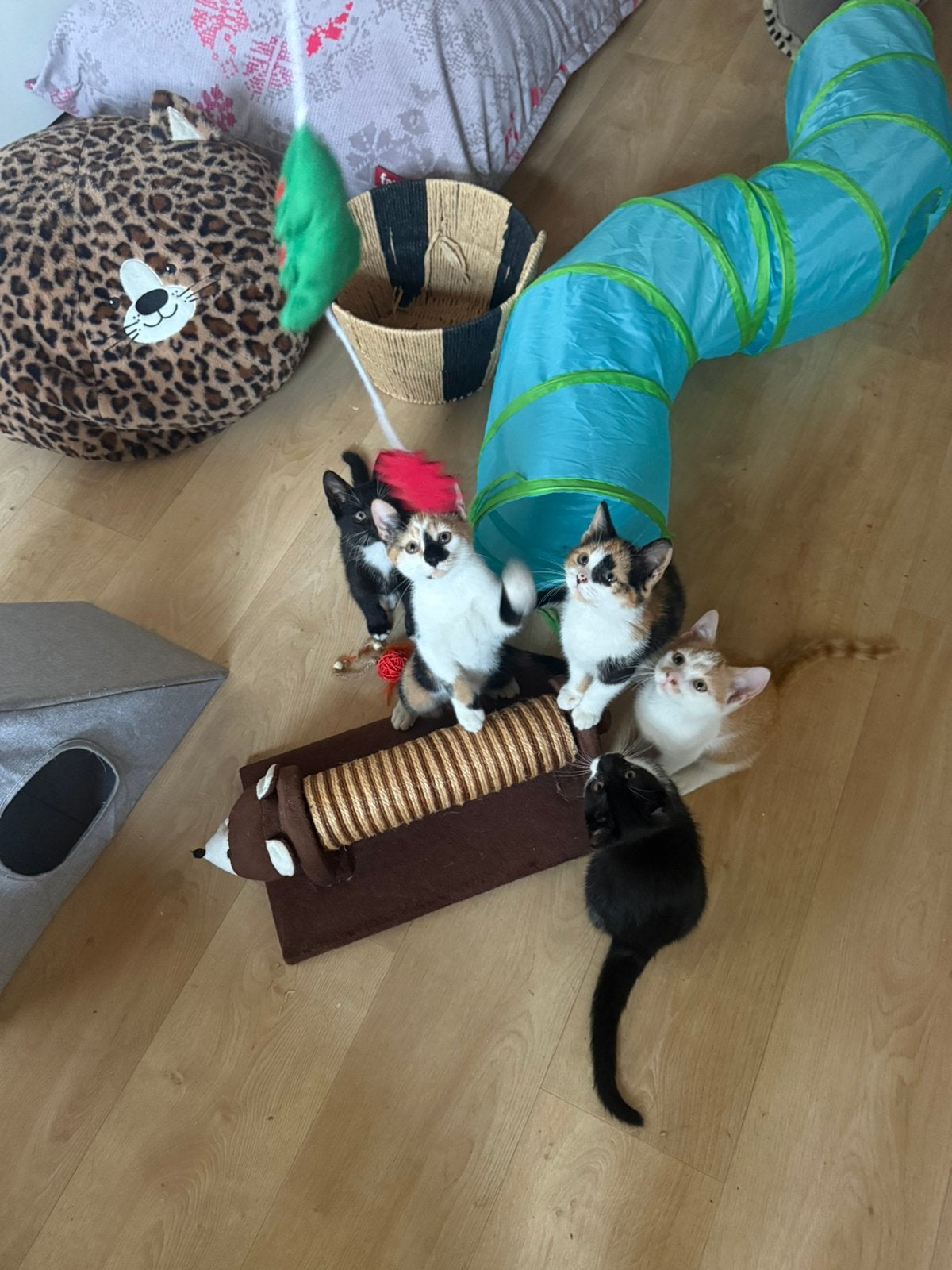 5 lieve kittens zoeken een nieuw thuis ️, Meerdere dieren