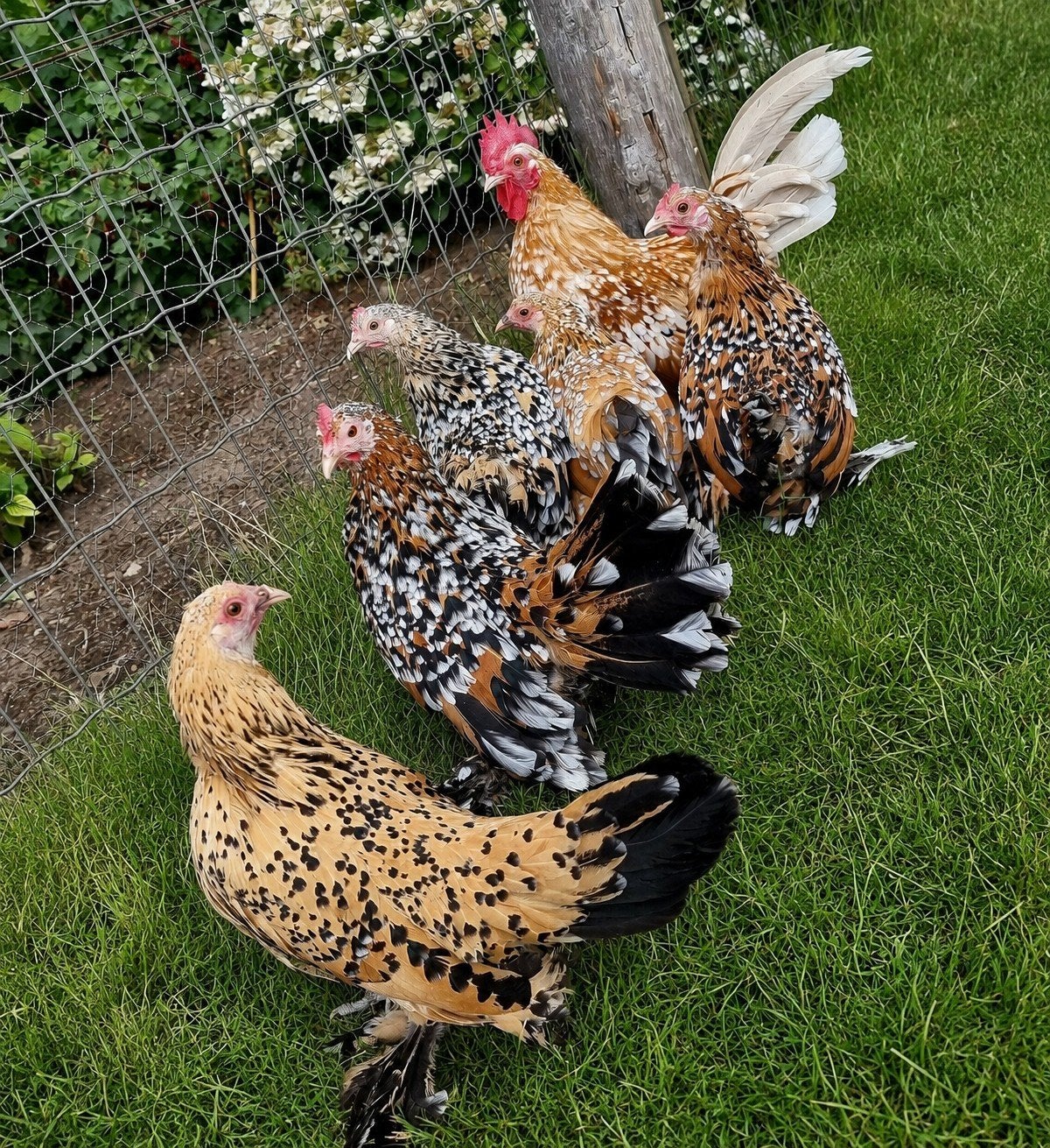 Sabelpootkrielen, 5 hennen en 1 haan, Meerdere dieren, Kip