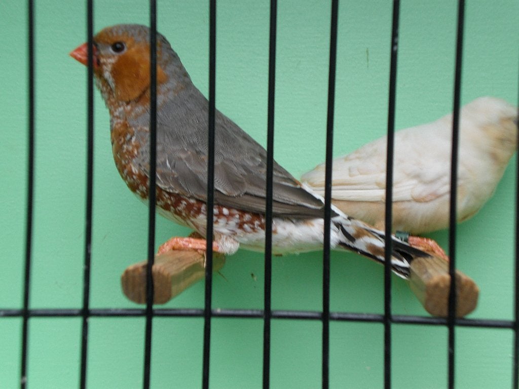 oranjeborst zebravinken, Dieren en Toebehoren, Vogels | Overige Vogels, Meerdere dieren, Tropenvogel