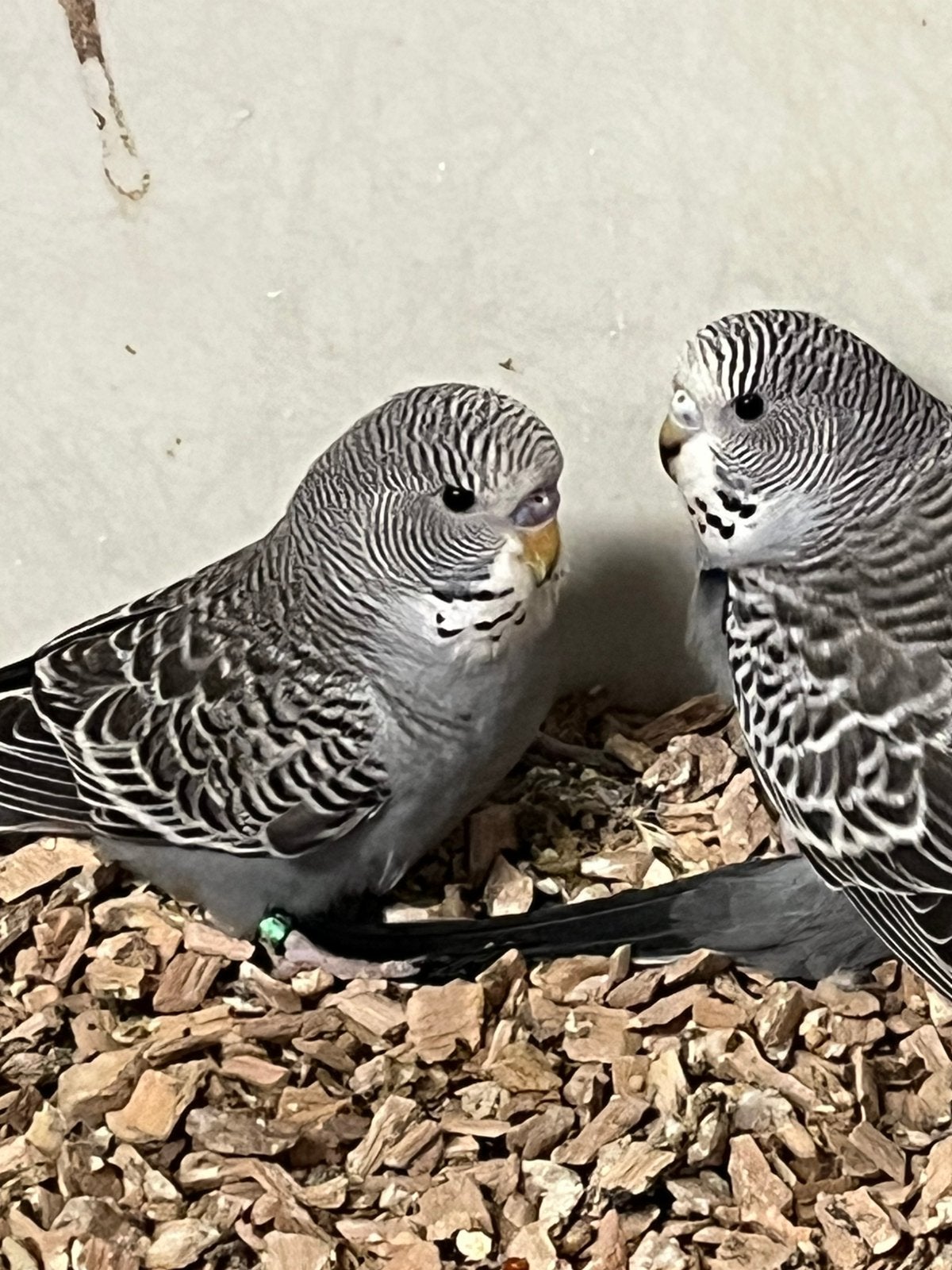 Blackwings split blackface parkieten, Dieren en Toebehoren, Meerdere dieren, Parkiet, Geringd