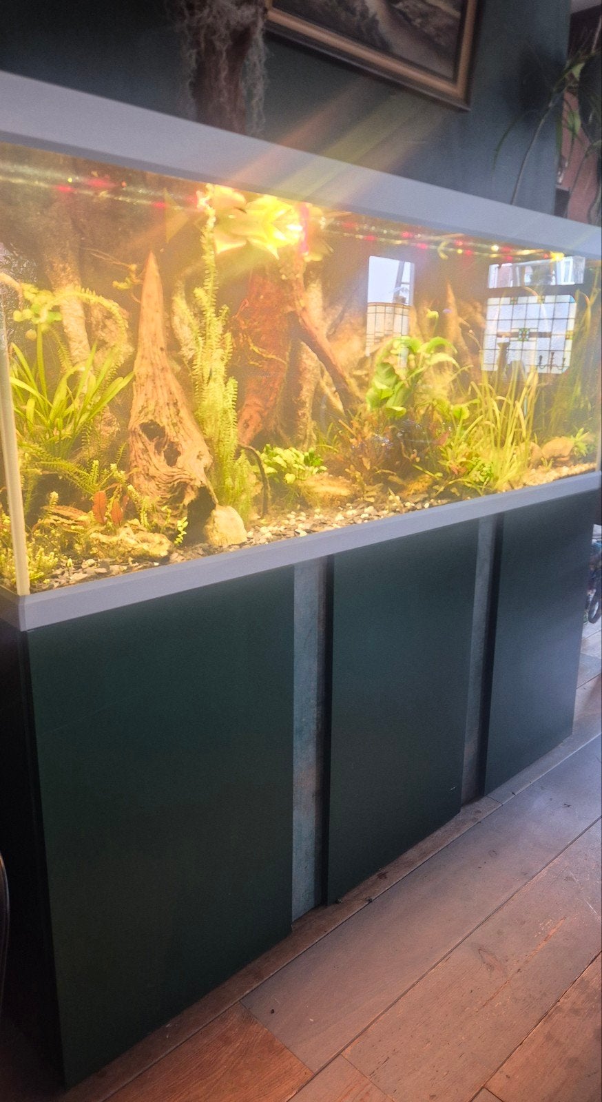 Aquarium Compleet 160×61×64, Ophalen, Overige merken, Inclusief vissen, Gevuld zoetwateraquarium
