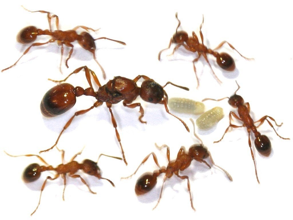 Manica rubida queens w brood, Dieren en Toebehoren, Mieren