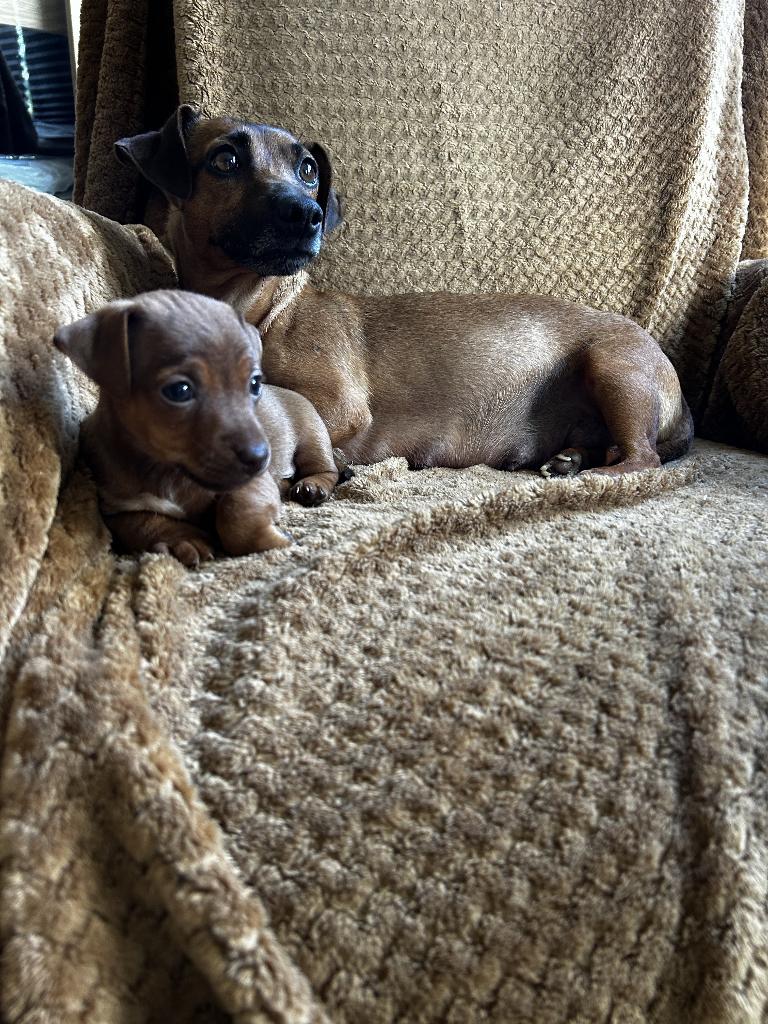 Jack Russel pup, Dieren en Toebehoren, Honden | Jack Russells en Terriërs, Jack Russell Terriër, 8 tot 15 weken, Parvo, Meerdere dieren