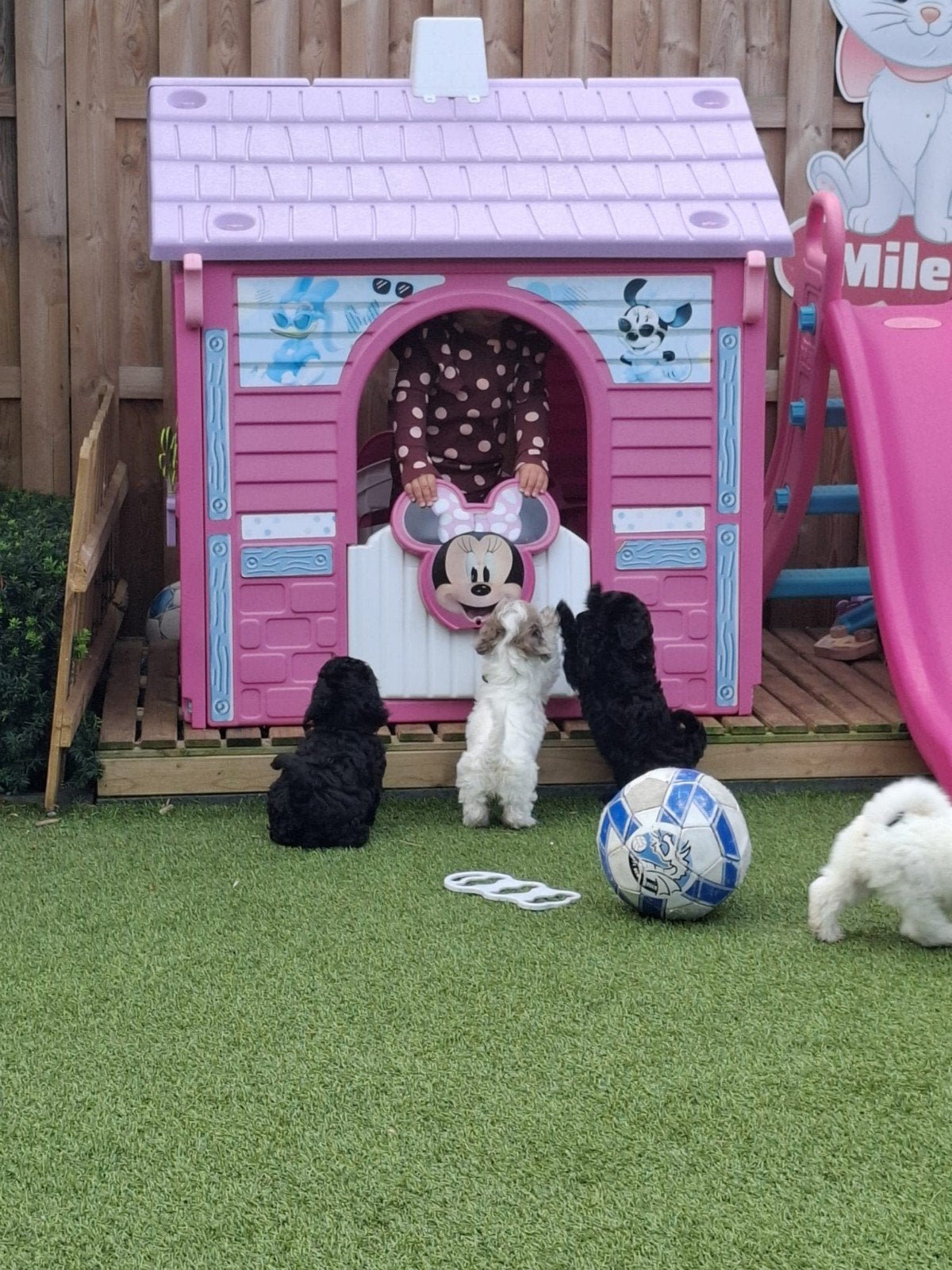 hele knappe pups  maltipoo/Shihpoo/boomer, Dieren en Toebehoren, Overige rassen, CDV (hondenziekte), 8 tot 15 weken, Meerdere