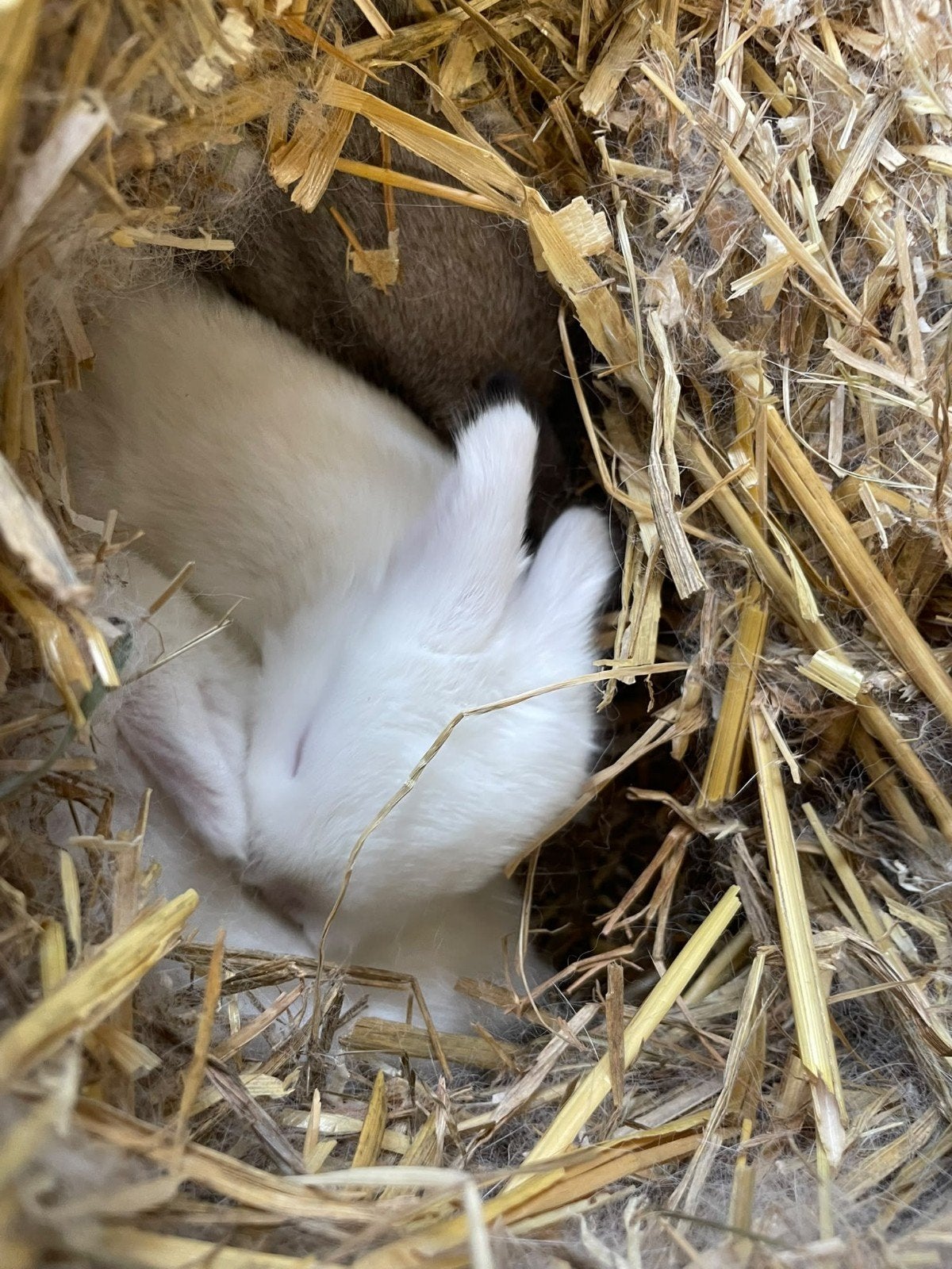 3 Mooie raszuivere NHD konijntjes 🐰🐰🐰, Meerdere dieren, Dwerg, Hangoor, 0 tot 2 jaar