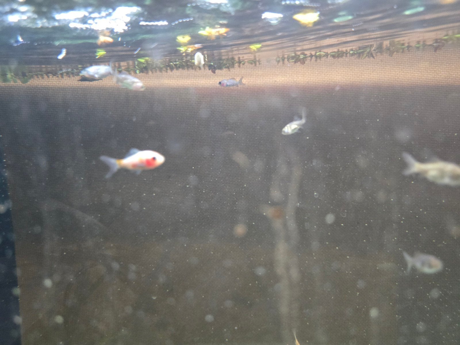 goudvissen baby's, Vis, Zoetwatervis, Schoolvis