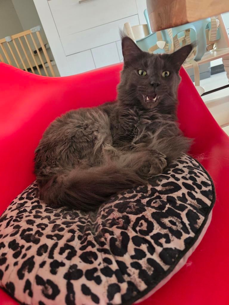 Maine coons, Meerdere dieren