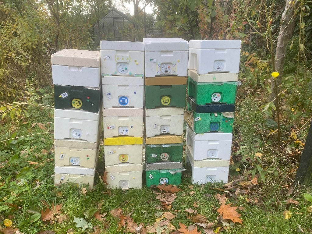 Bijen kieler kastjes, Bijen