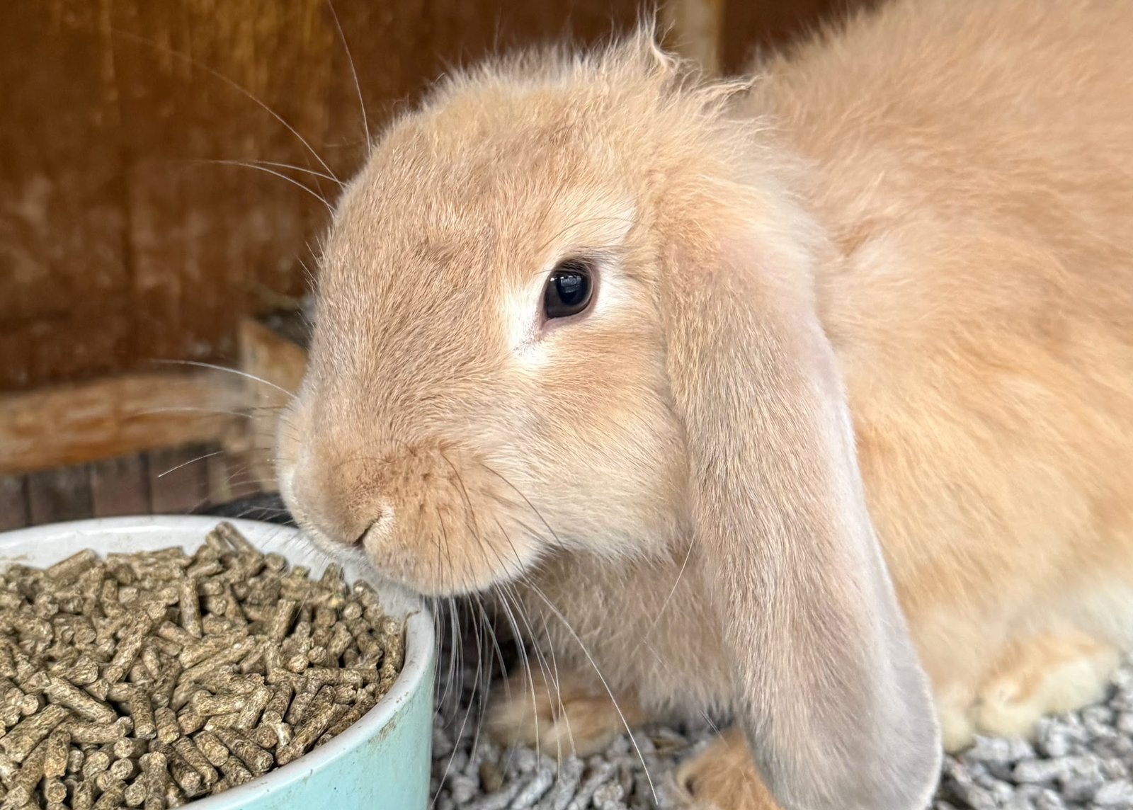Fransehangoor RAM Fawn, Dieren en Toebehoren, Mannelijk, Middelgroot, Hangoor, 0 tot 2 jaar
