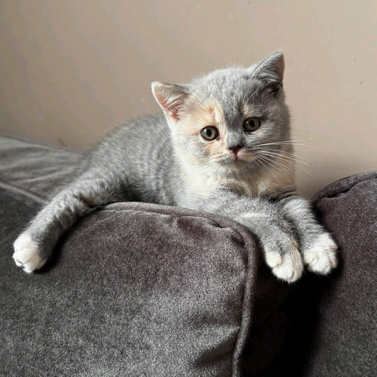 Britse korthaar kittens met stamboom, Meerdere dieren, Met stamboom, 0 tot 2 jaar