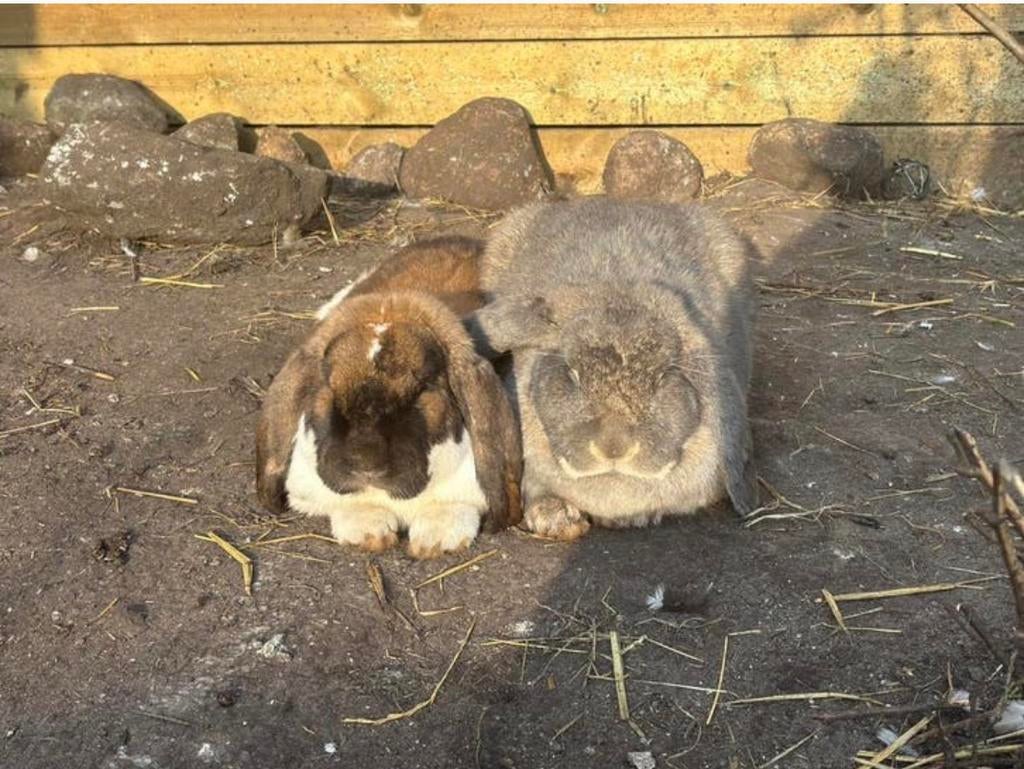 Franse hangoren koppel, Dieren en Toebehoren, Meerdere dieren, Groot