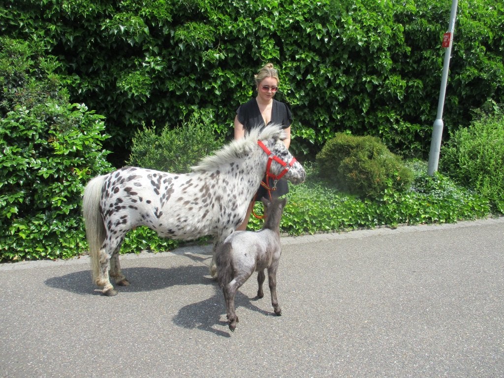 Prachtige appaloosa shetland merrie met merrie veulen., Dieren en Toebehoren, Merrie, Dressuurpony, Gechipt, A pony (tot 1.17m)