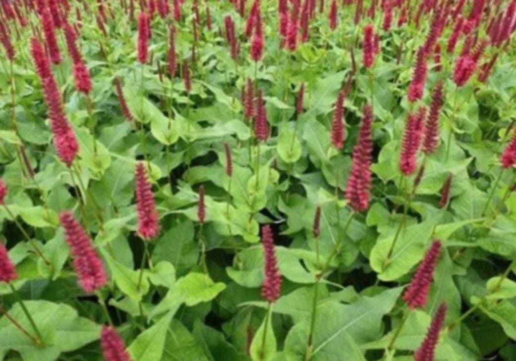 Polygonum de bijen planten voor uw tuin, Ophalen, Bodembedekkers, Vaste plant, Halfschaduw
