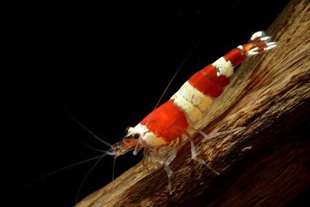 Prachtige Crystal Red garnalen (verzenden is mogelijk), Dieren en Toebehoren, Kreeft, Krab of Garnaal