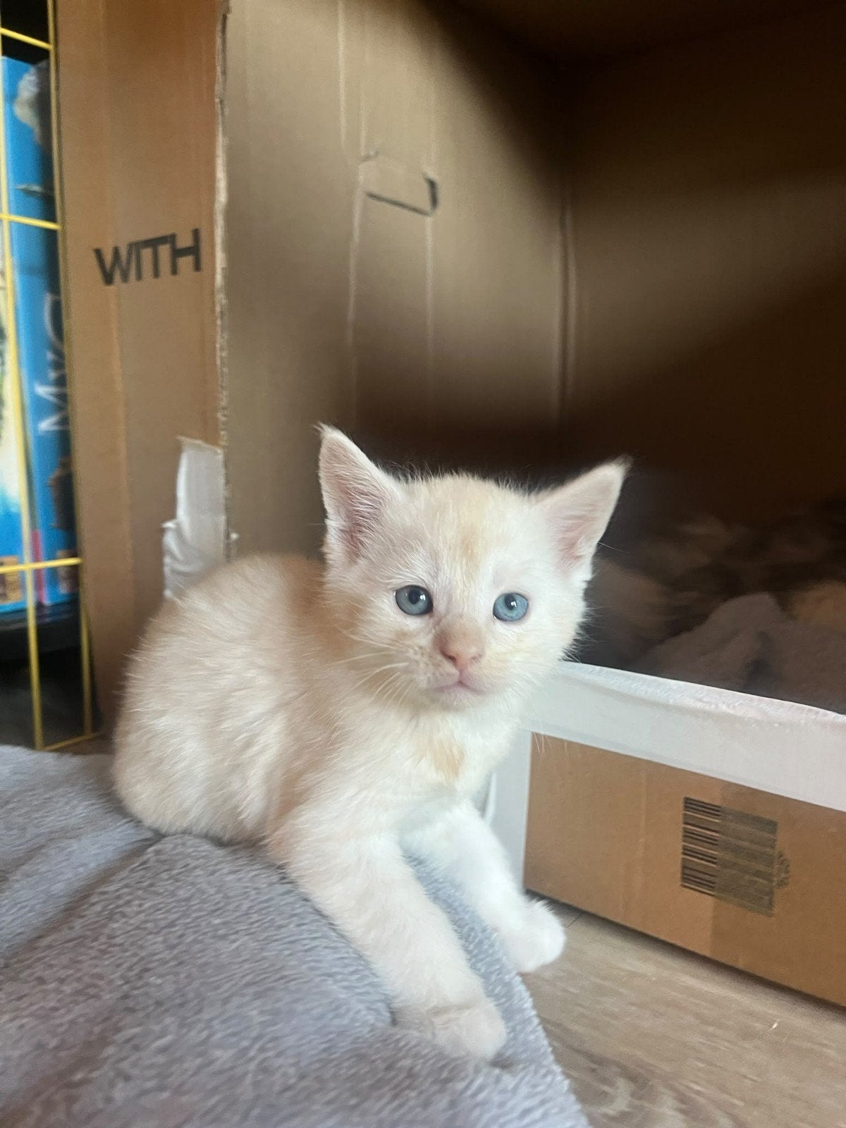 Prachtige Halve Maine Coon Kittens zoekt Gouden Mandje, Meerdere dieren, 0 tot 2 jaar