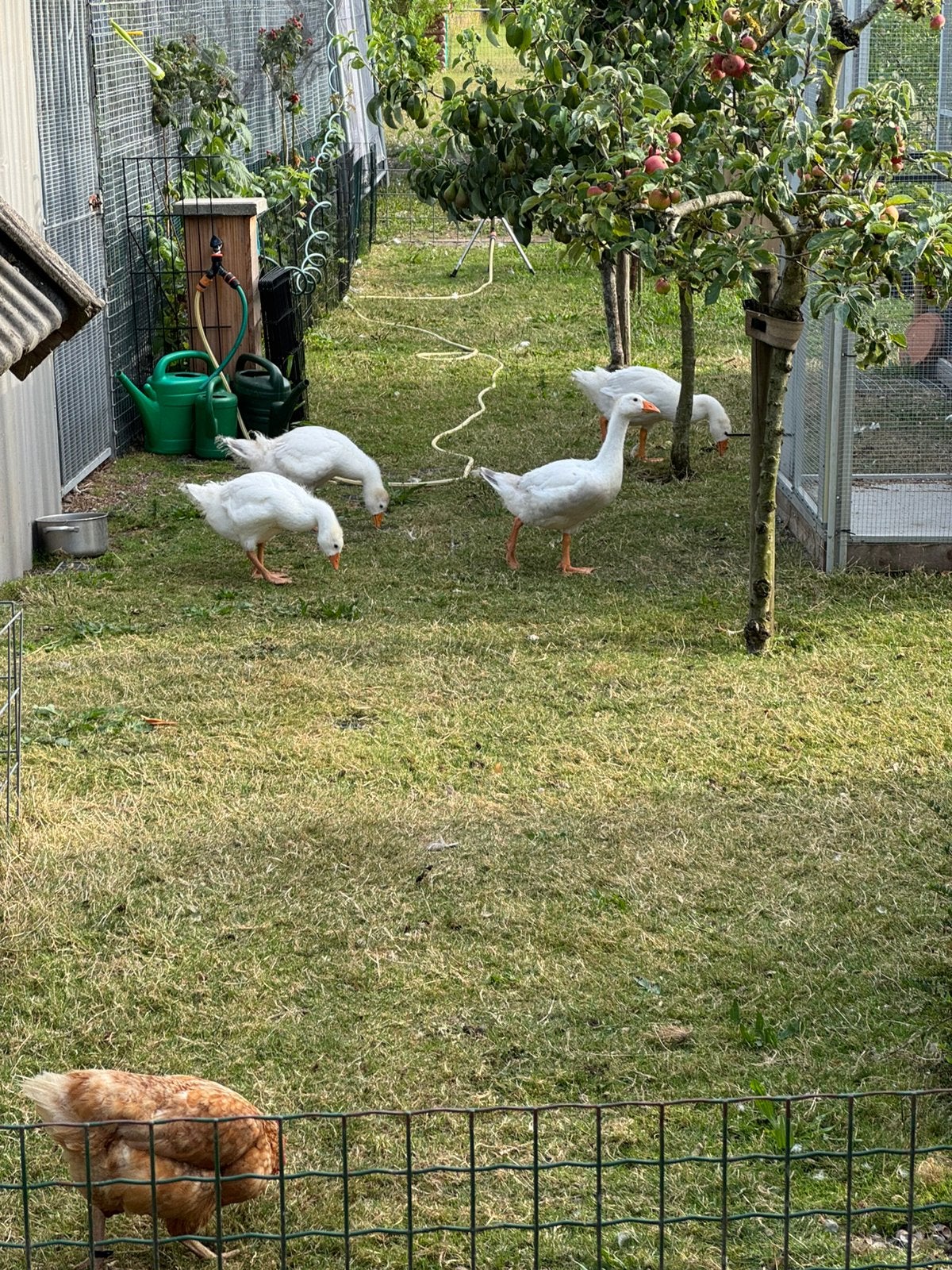 4 jonge witte boeren ganzen samen € 35,-, Dieren en Toebehoren, Pluimvee, Meerdere dieren, Gans of Zwaan