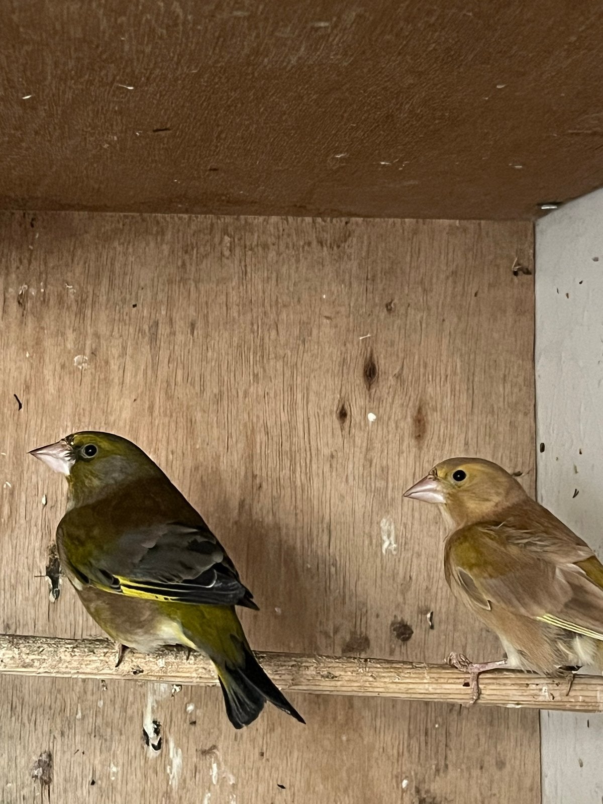Groenlingen, Meerdere dieren, Geringd
