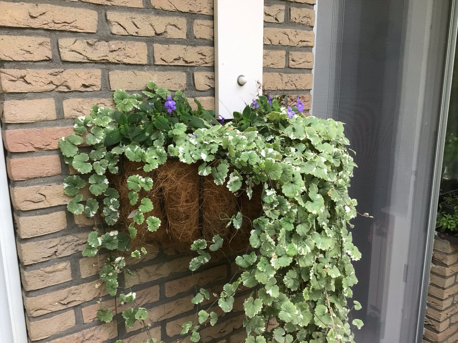 Hangende bloembak met kokosvezel en beugel, Ophalen, Gebruikt, Balkon, Metaal