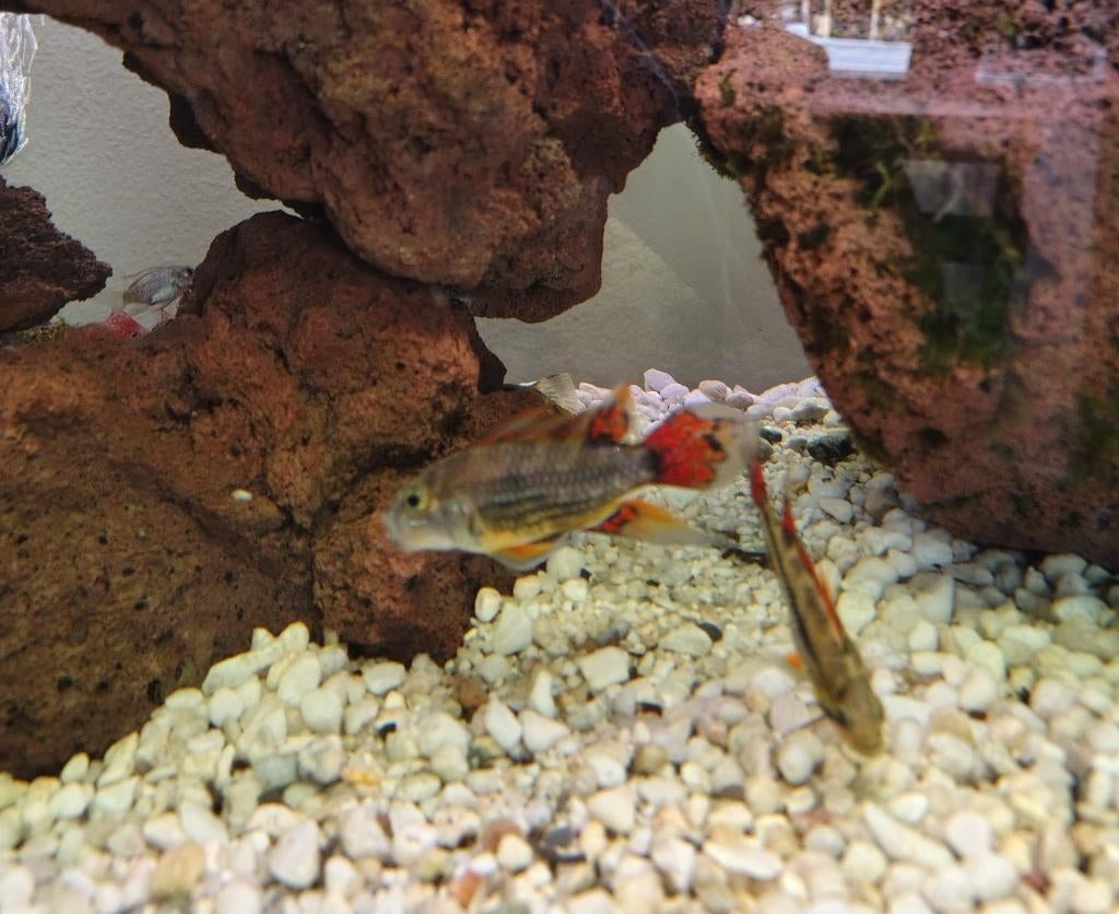 Apistogramma cacatuoides, Dieren en Toebehoren, Vis, Zoetwatervis