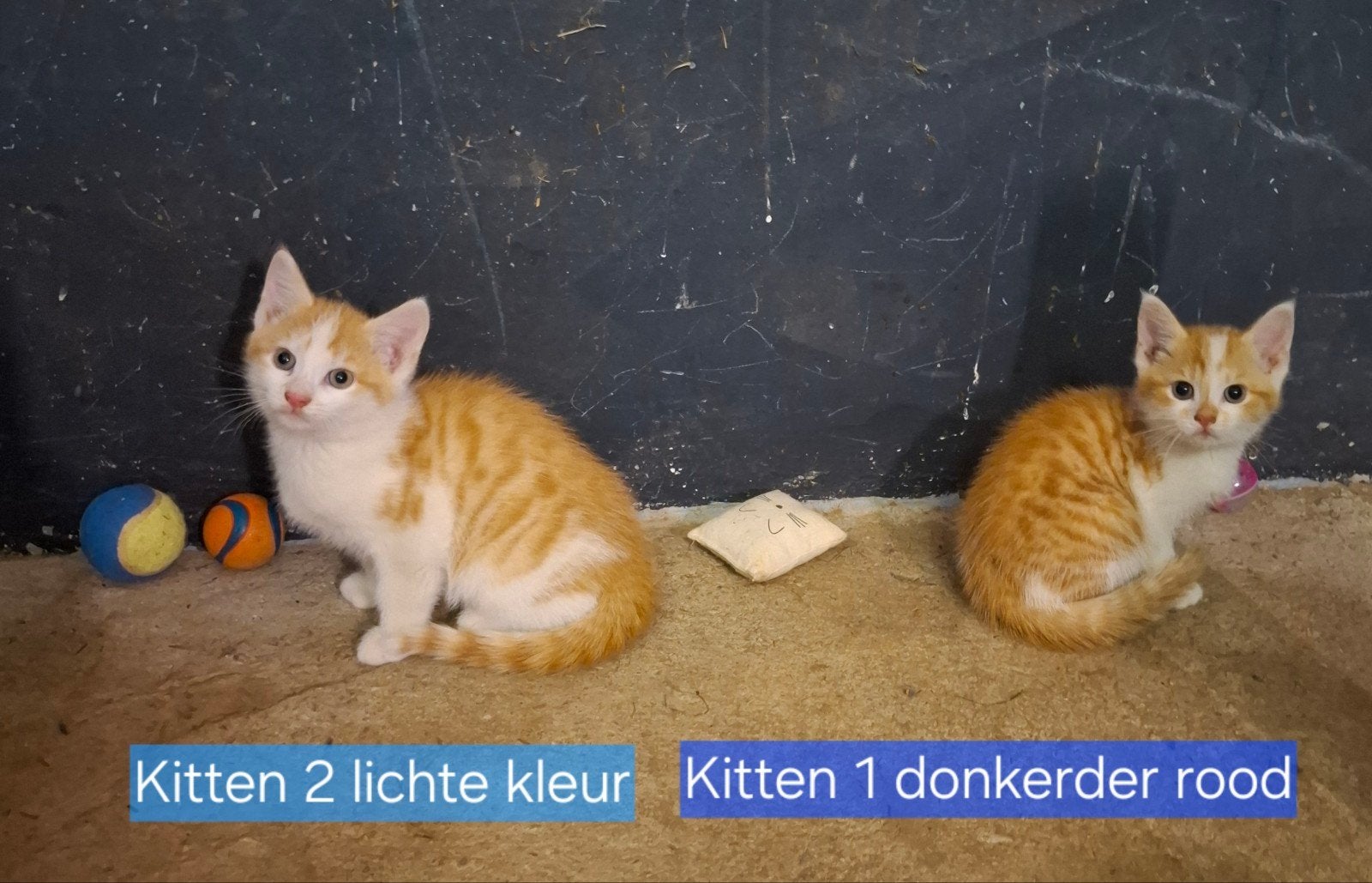Kittens Rood / Wit. € 75,= per kitten, Dieren en Toebehoren, Katten en Kittens | Overige Katten, Kater, Kortharig, 0 tot 2 jaar
