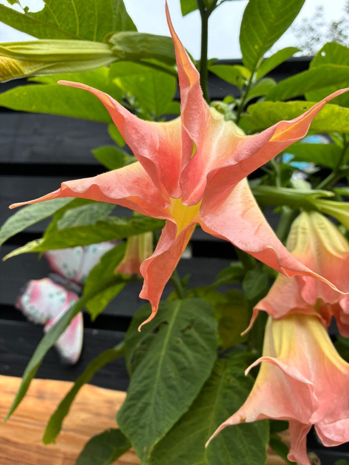 Brugmansia roze bloem Prachtig., Tuin en Terras, Ophalen, Volle zon, Overige soorten, Minder dan 100 cm
