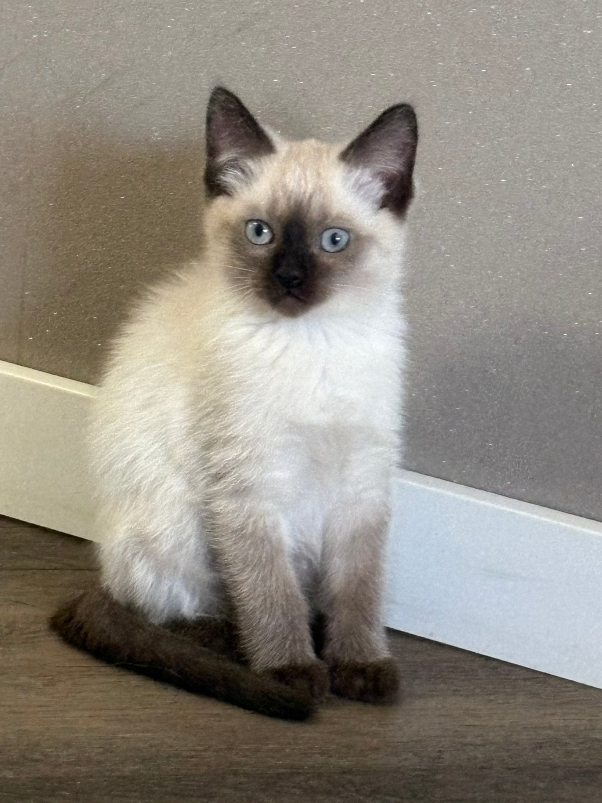 Leuke ragdoll kittens poesje en kater, Dieren en Toebehoren, Katten en Kittens | Raskatten | Langhaar, Meerdere dieren, Ontwormd