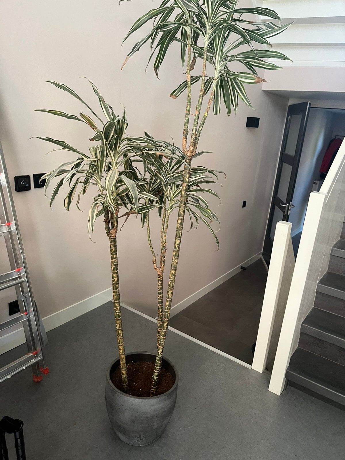 Dracena bont  kamerplant 190. / 2m hoog, Ophalen, Halfschaduw, 150 tot 200 cm