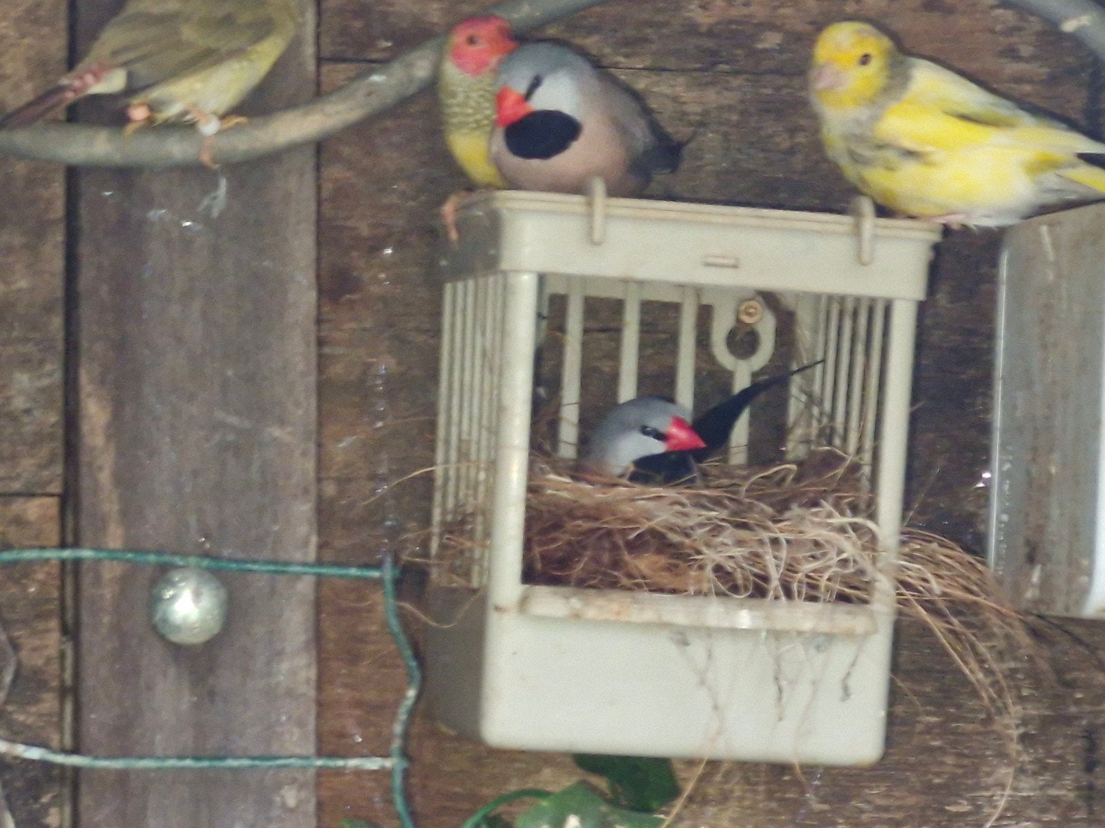 koppel spitsstaartamadines, Dieren en Toebehoren