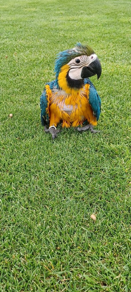Baby blauw gele ara jongen, Dieren en Toebehoren, Vogels | Parkieten en Papegaaien, Vrouwelijk, Papegaai, Geringd