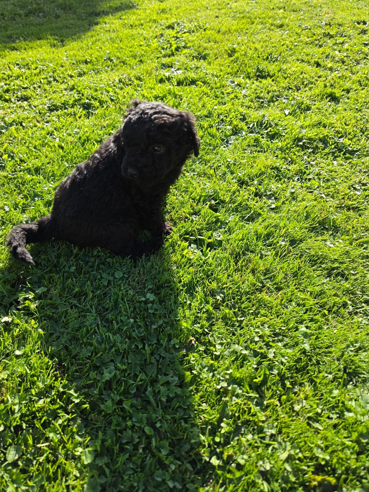 Labradoodle puppie's Reutjes en Teefjes Beschikbaar., Overige rassen, CDV (hondenziekte), 8 tot 15 weken, Meerdere