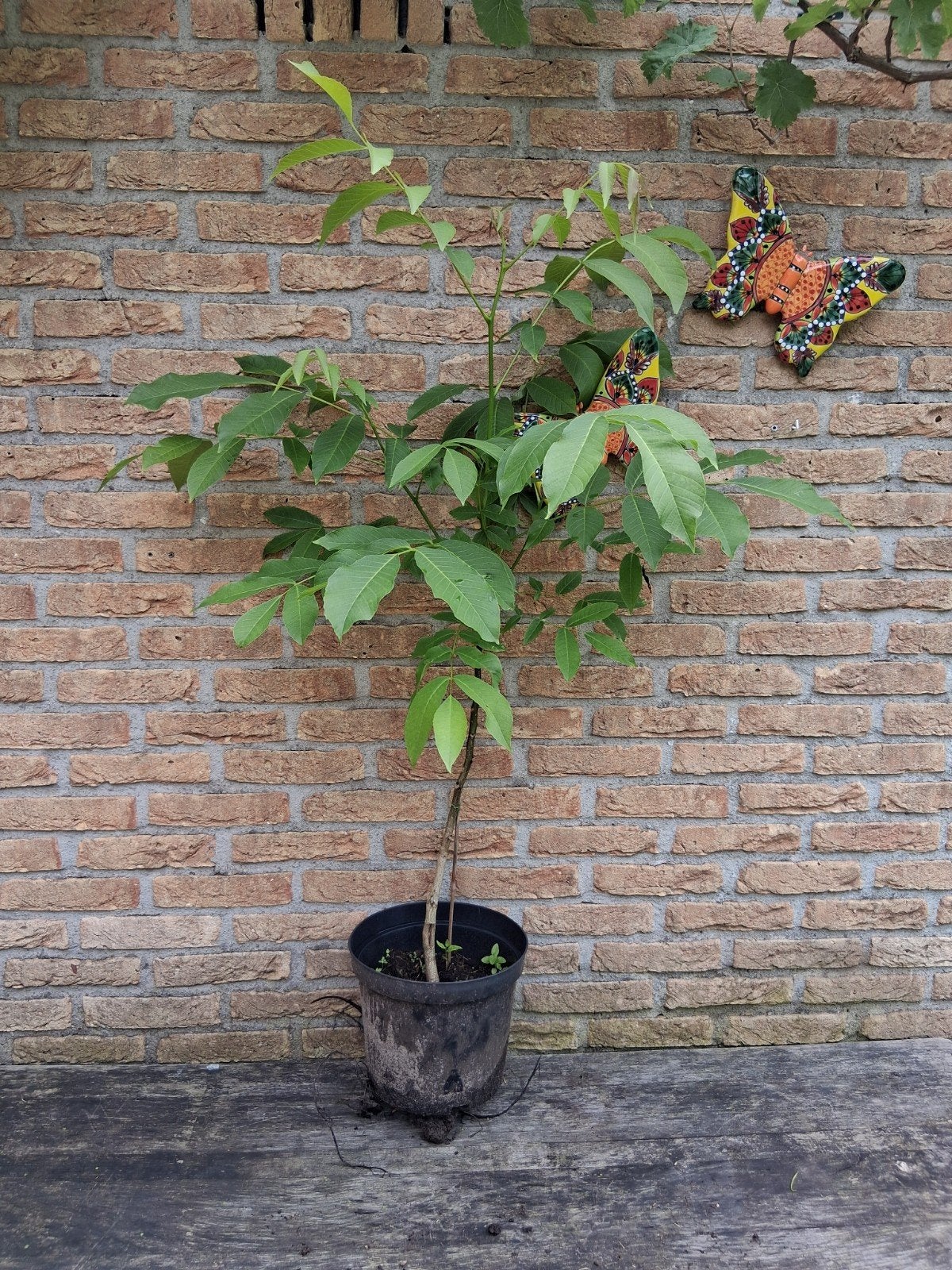 Walnoot boompje 1,2 mtr 5 jaar oud, Ophalen, Minder dan 100 cm, Overige soorten, Zomer