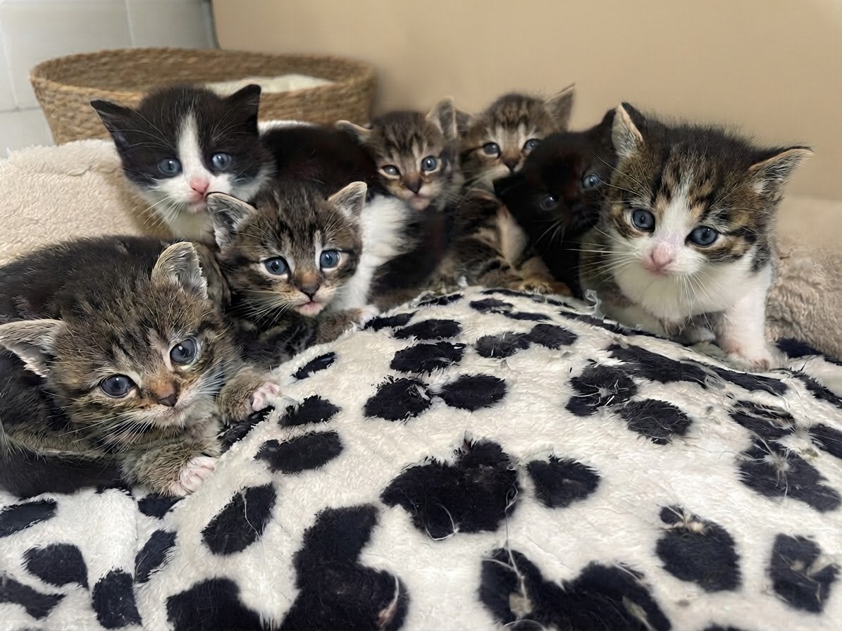 Prachtige kittens geboren op  23-08-2026, Meerdere dieren