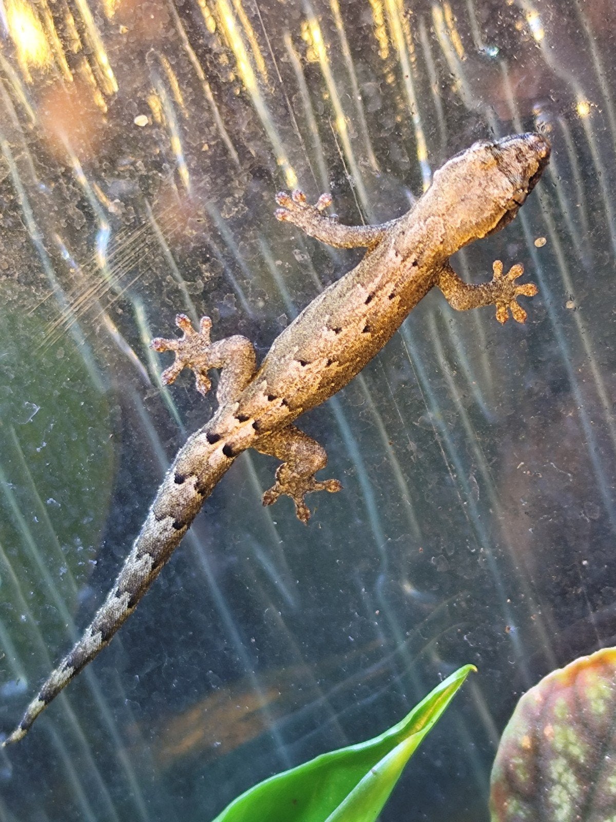 Rouwgekko (Lepidodactylus lugubris), Hagedis, 0 tot 2 jaar