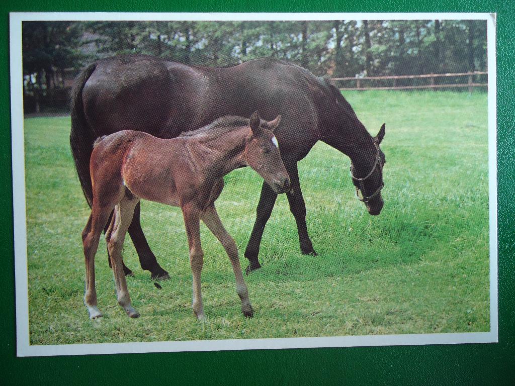 (1316) Dierenkaart: PAARDEN, Verzenden, 1960 tot 1980, Ongelopen, Paard