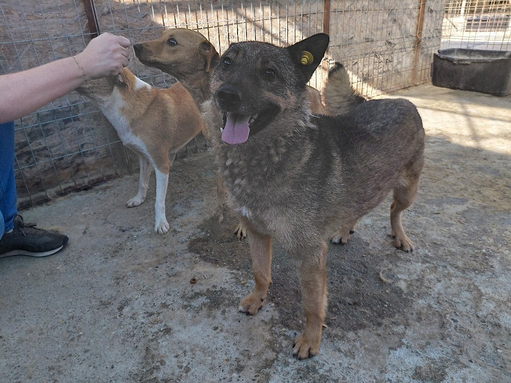 Lieve energieke Snoopy ter adoptie!, Dieren en Toebehoren, Honden | Niet-rashonden, Particulier, Reu, Buitenland, Parvo