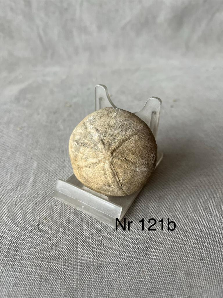 Fossielen zeeëgel uit België, Ophalen, Fossiel
