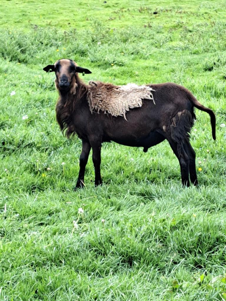 Te koop mooie  Barbados black belly ram., Dieren en Toebehoren, Schapen, Geiten en Varkens, Mannelijk, Schaap